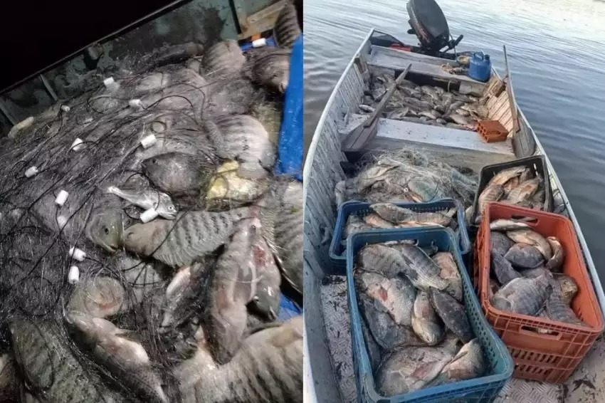 95 kg de tilápia são apreendidos em operação no Rio Tietê