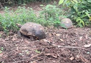 Morador é multado em R$ 1,5 mil por manter jabutis em cativeiro