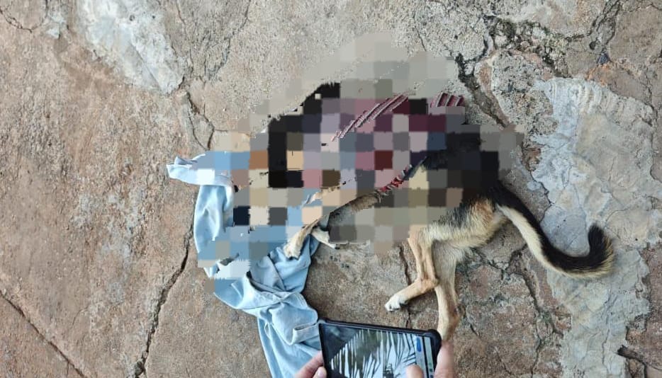 BIRIGUI: Cadela é sacrificada e tutor é investigado por maus-tratos