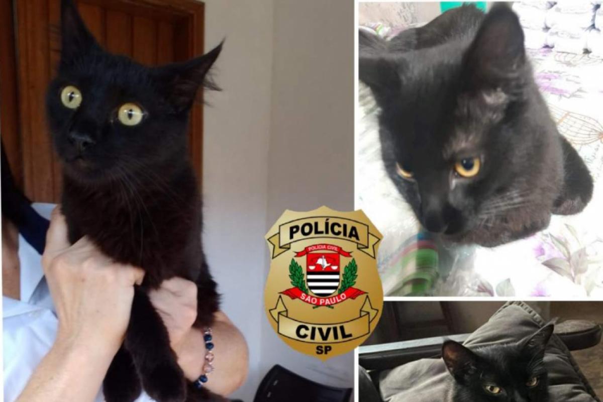 Gato errado”: Chico some e reaparece após confusão em Birigui