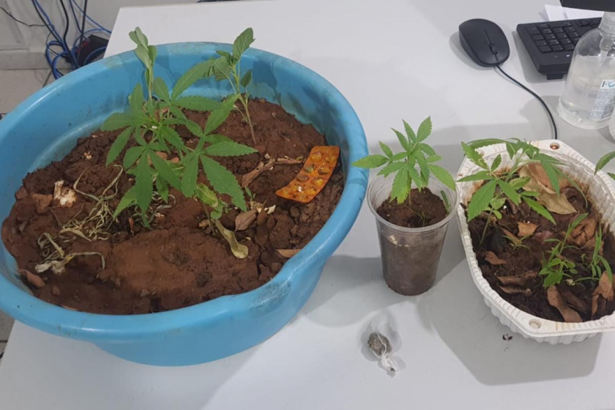 Homem cultiva cannabis em casa e acaba descoberto em Aracanguá